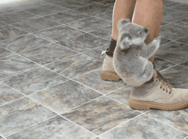 koala koala