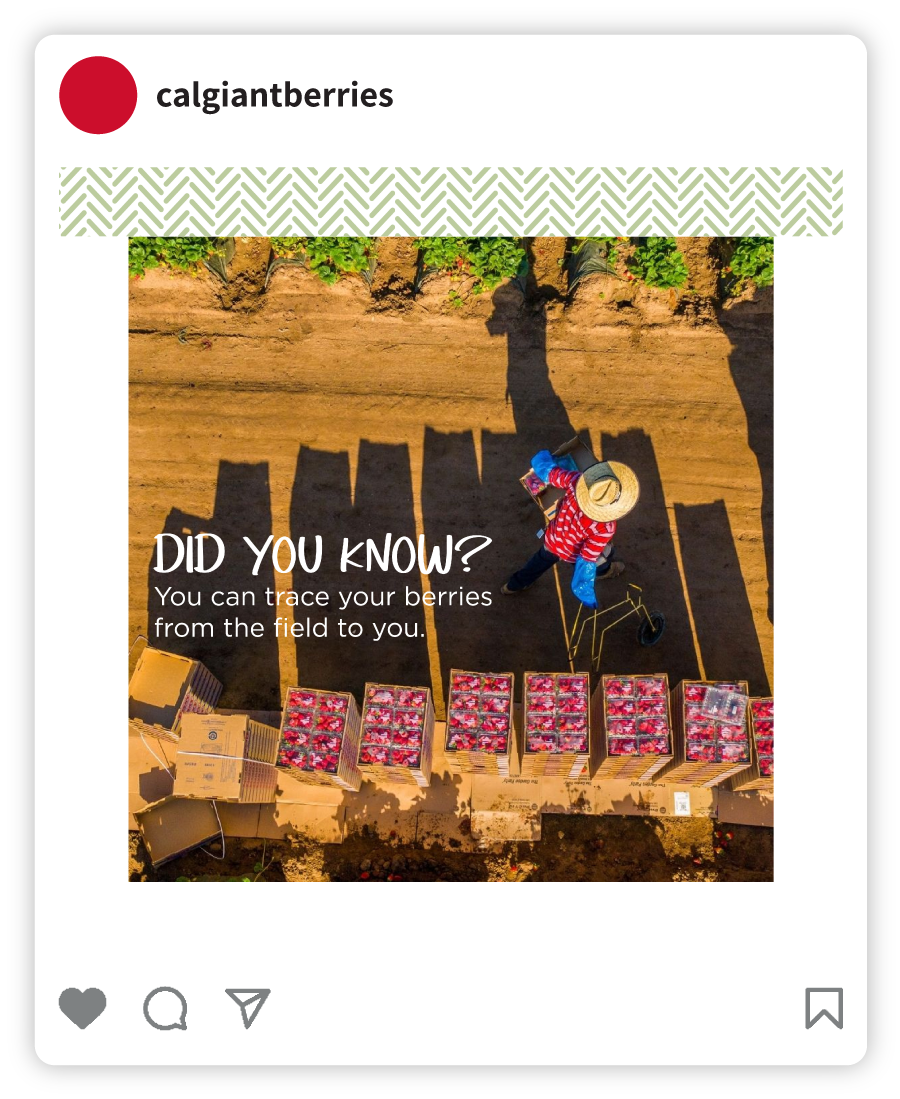 Example of a Cal Giant social post that says "Did you know? You can trace your berries from field to you." with an image of a strawberry field