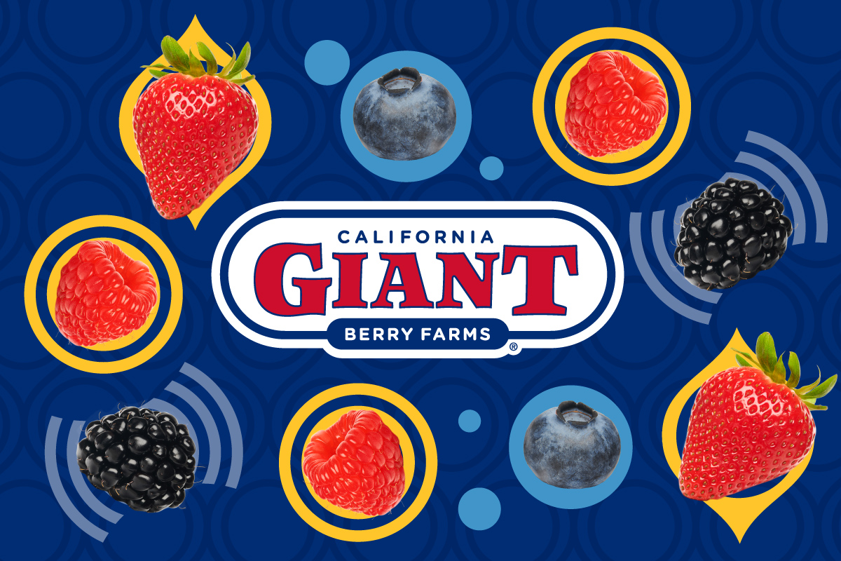 Strawberries, blueberries, blackberries, and raspberries on a patterned background with California Giant Berry Farms logo